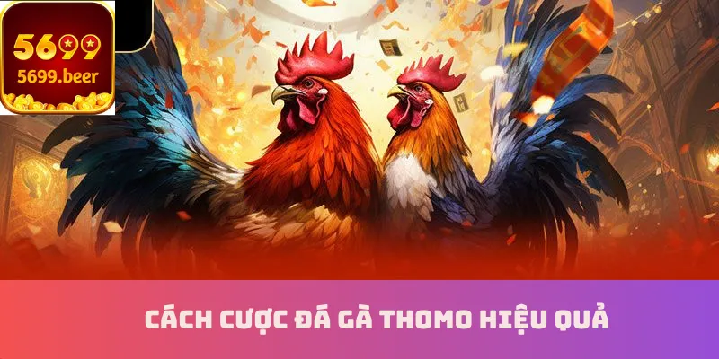 Cách cược đá gà Thomo hiệu quả