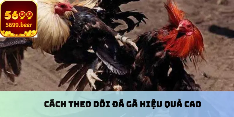 Cách theo dõi đá gà hiệu quả cao