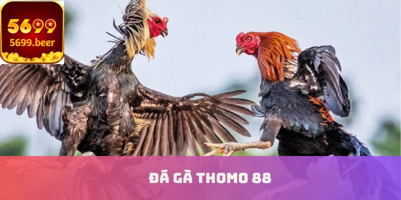 Đá gà Thomo 88