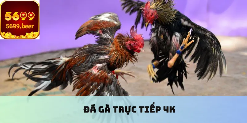 Đá gà trực tiếp 4K
