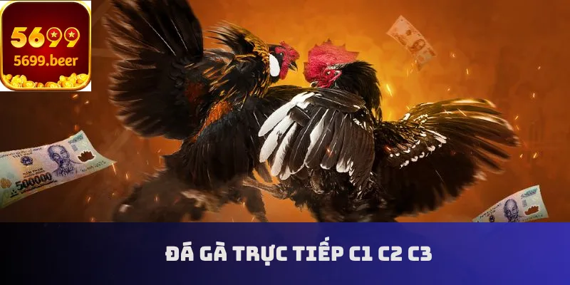 Đá gà trực tiếp C1 C2 C3
