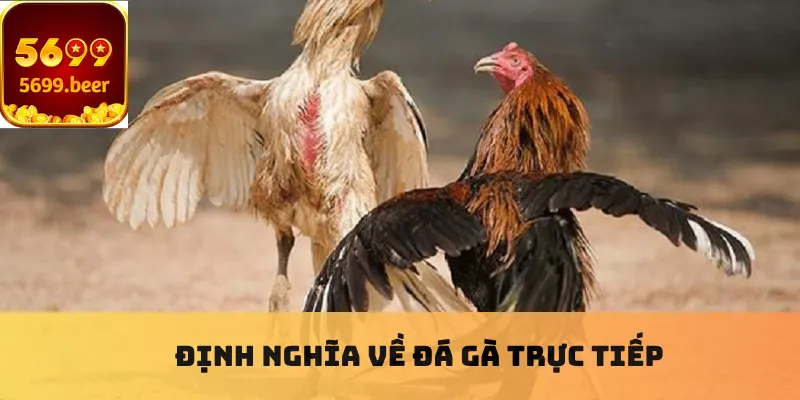 Định nghĩa về đá gà trực tiếp