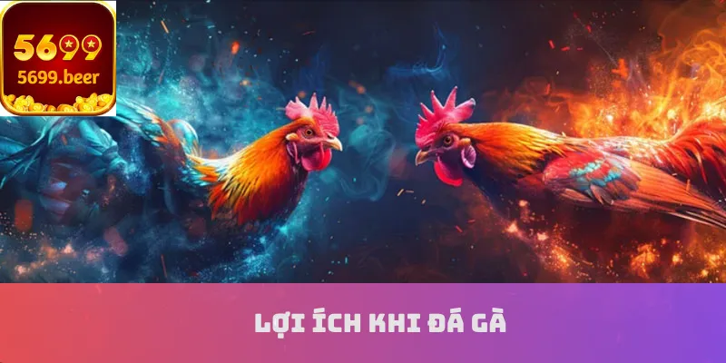 Lợi ích khi đá gà