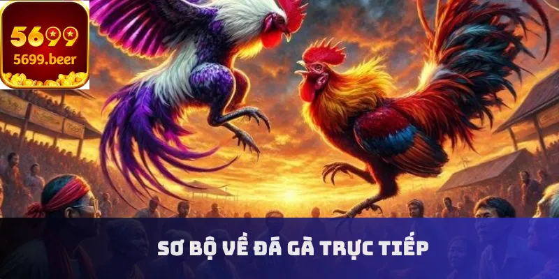 Sơ bộ về đá gà trực tiếp