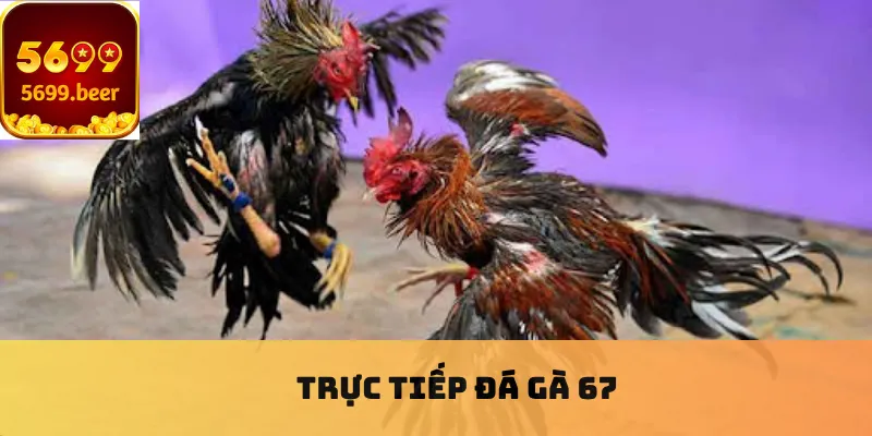 Trực tiếp đá gà 67